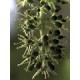 Bach Flower Remedies for Animals - Vine